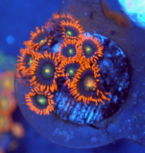Flaming Punk Rocker Zoanthids Coral Reef Zoas