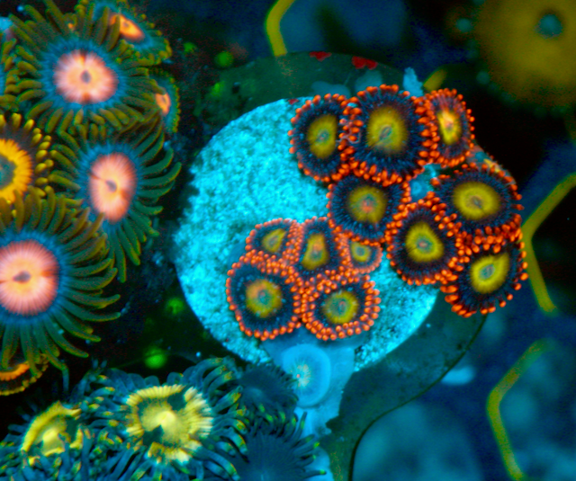 Circus Orange Yellow Zoanthids Coral Reef - Reef Gardener
