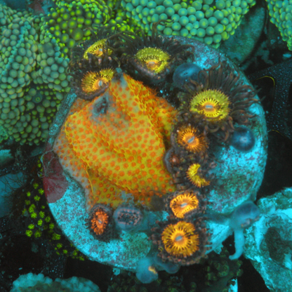 Jason Fox Burning Banana Stylocoeniella Coral Reef Aquarium