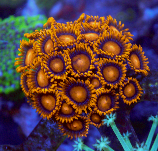 Orange Bambam Zoanthids Coral Reef Aquarium 3