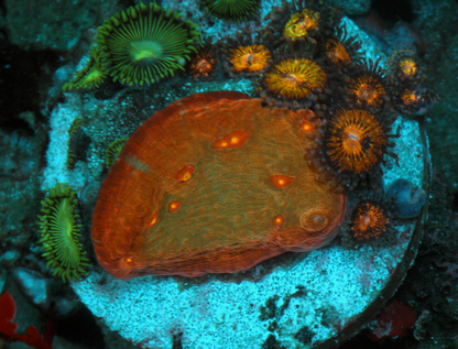Diablo Chalice Pink Gold Zoanthids Aquarium Coral