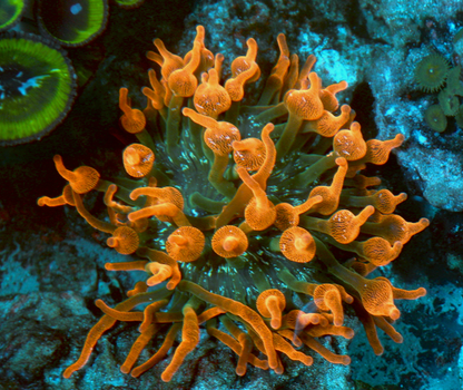 Red Rose Bubble Tip Anemone Clownfish Coral BTA Large