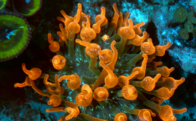 Red Rose Bubble Tip Anemone Clownfish Coral BTA Large