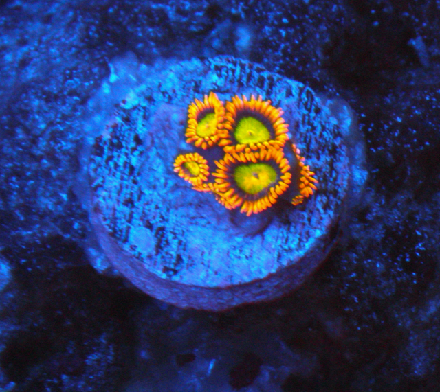 Mandarin Orange Zoanthids Zoas Coral Reef