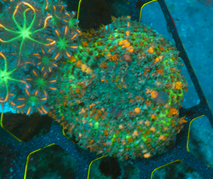 Bounce Sunkist Reefkoi Orange Rhodactis Mushroom Coral - Reef Gardener