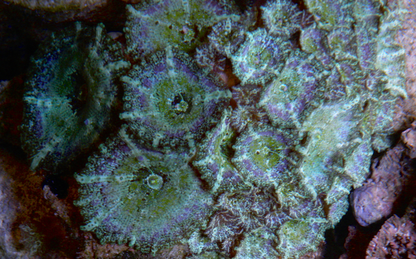 Mermaid Dreams Discosoma Mushrooms Reef Aquarium
