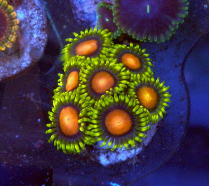 Fiji Gold Yellow Brick Road Zoanthids Coral Reef Aquarium 3