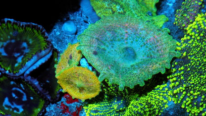 Apple and Sunshine Discosoma Neglecta Mushroom Reef Aquarium Coral