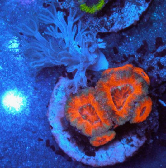 Red Hot Acan Reef Saltwater Aquarium LPS Coral