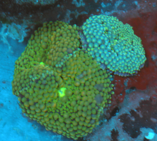 Apple Aqua Ricordea Yuma Coral Aquarium