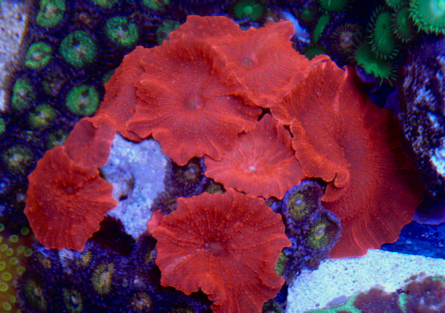 Nuclear Red Discosoma Mushrooms Aquarium