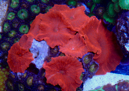 Nuclear Red Discosoma Mushrooms Aquarium