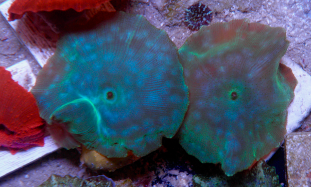 Aquamarine Turquoise Discosoma Mushrooms Coral Reef