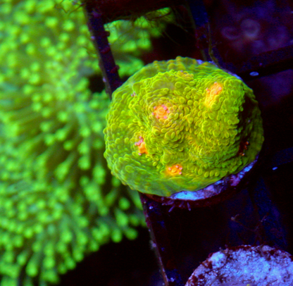 3G Mummy Eye Chalice Reef Aquarium Tank