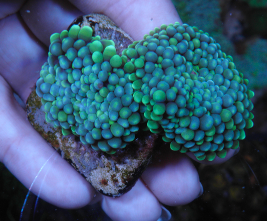 Caribbean Ricordea Mushroom Yuma Aquarium