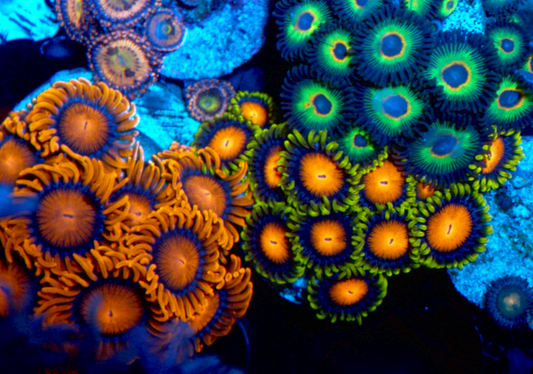 Fiji Dragon Eye Yellow Brick Road Zoanthids Coral Reef Aquarium 2 - Reef Gardener