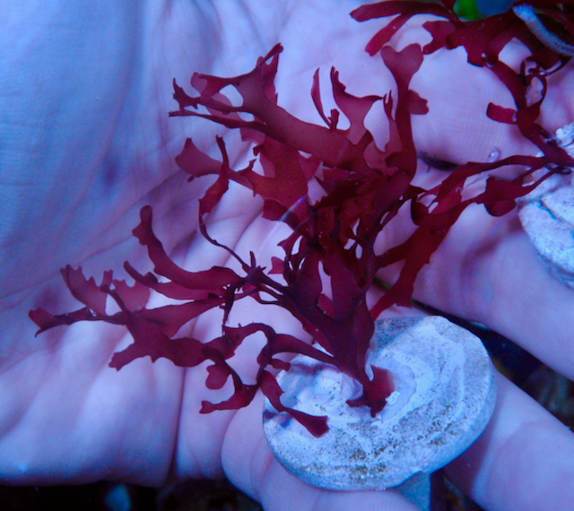 Red Ruby Dragon's Breath Macro Algae - Reef Gardener