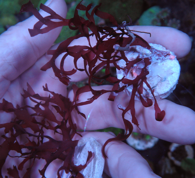 Red Ruby Dragon's Breath Macro Algae - Reef Gardener