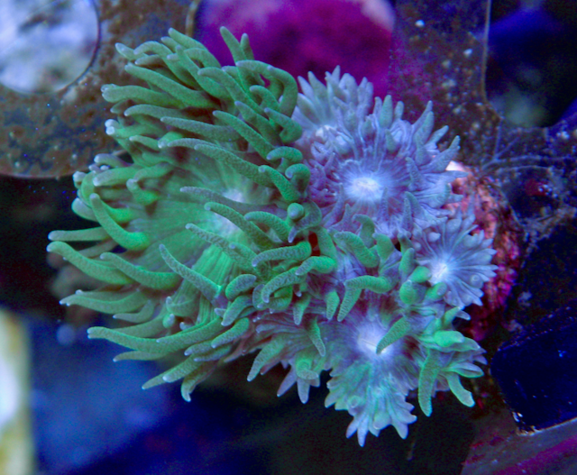 Emerald Green Duncan LPS Whisker Aquarium Coral