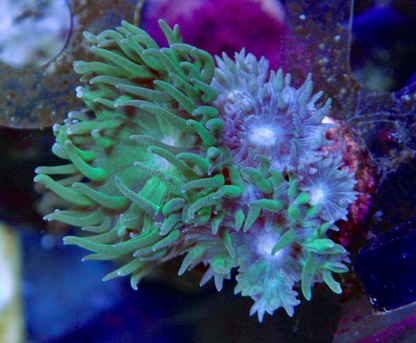 Emerald Green Duncan LPS Whisker Aquarium Coral