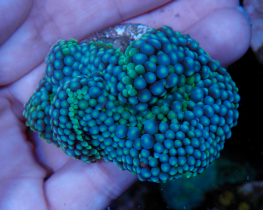 Aqua Blue Ricordea Yuma Coral Aquarium