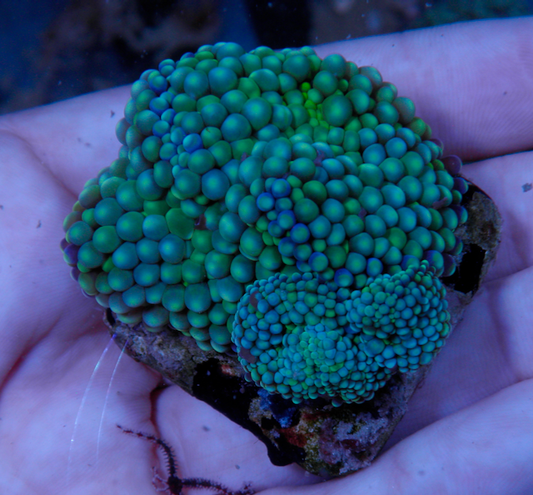Seafoam & Aquamarine Ricordea Yuma Coral Reef