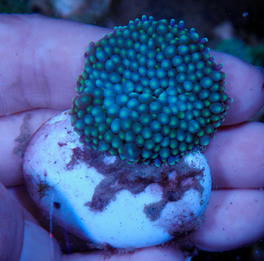 Frosty Blue Ricordea Yuma Coral Aquarium