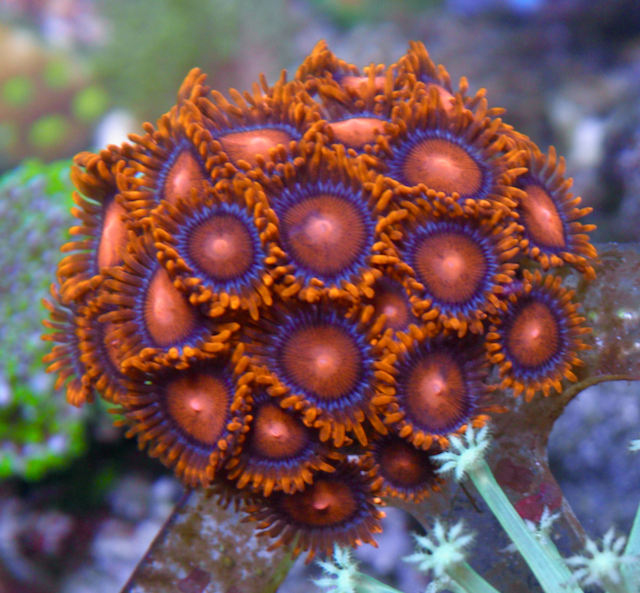 Orange Bambam Zoanthids Coral Reef Aquarium 3