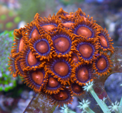 Orange Bambam Zoanthids Coral Reef Aquarium 3