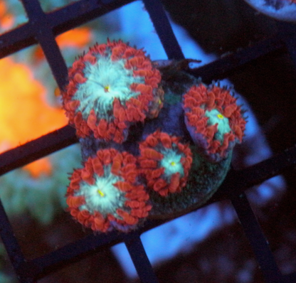 Ruby Ice Blastomussa merletti Coral Reef Aquarium 2