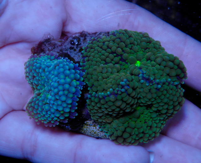 Apple Aqua Ricordea Yuma Coral Aquarium