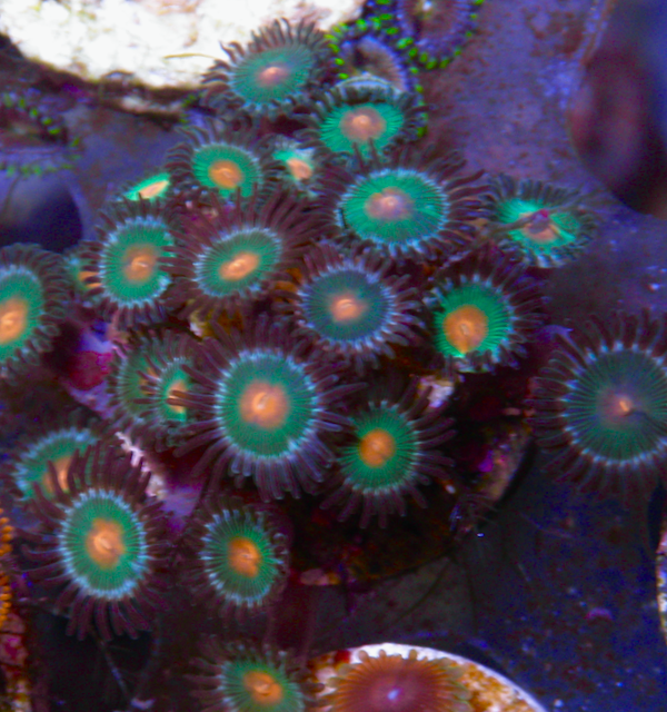 Gorilla Nipple Orange Reef Aquarium Coral