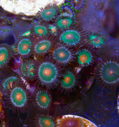 Gorilla Nipple Orange Reef Aquarium Coral