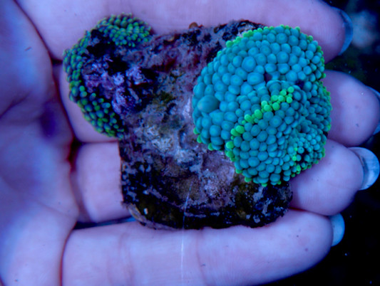 Powder Blue Ricordea Yuma Coral Reef