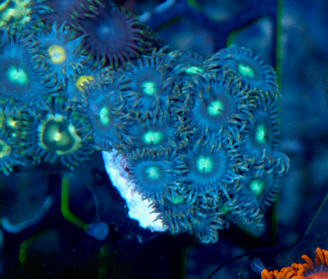 Aquamarine Vice Zoanthids Zoa Coral Reef