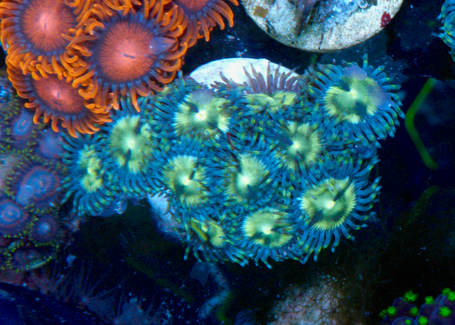 Lunar Landing Zoanthids Coral Aquarium
