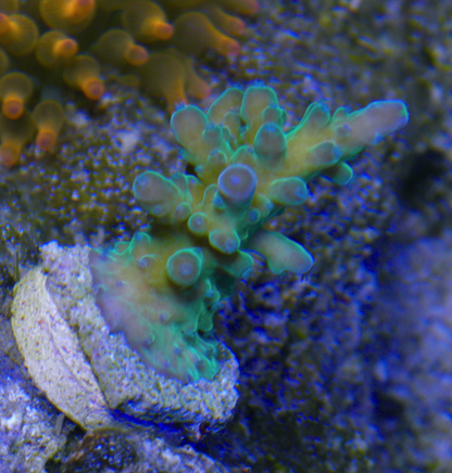 WWC Yellow Tips Blue Acropora Tortuosa SPS