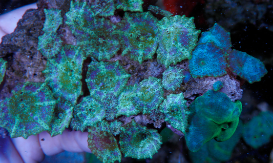 Mermaid Dreams Discosoma Mushrooms Aquarium Colony