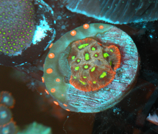Red Rim Favia Cyphastrea Coral Reef Aquarium