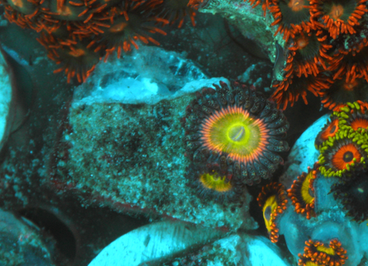 Raptor's Rainbow Zoanthids Coral Reef 2