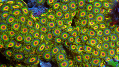 Rastafarian Zoanthids Reef Aquarium Mini Colony Saltwater Aquarium