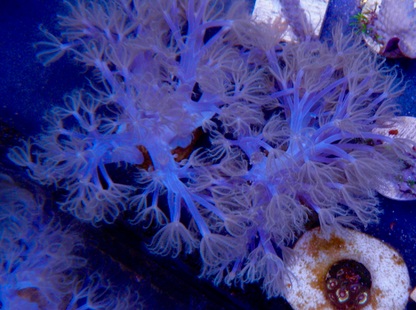 African Cespitularia Violet Xenia Soft Coral Vargas