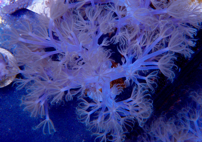 African Cespitularia Violet Xenia Soft Coral Vargas