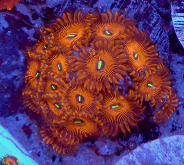 Orange Envy PE Palythoa Zoanthid Coral