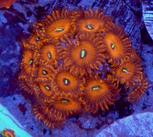 Orange Envy PE Palythoa Zoanthid Coral