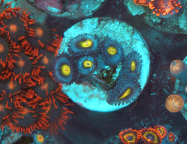 Blue AOI Zoanthids Reef Aquarium Coral Saltwater
