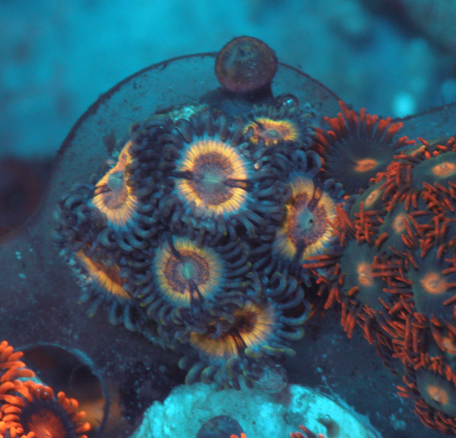 Sonic Flare Vamp Zoanthids Zoas Coral Reef Aquarium 3