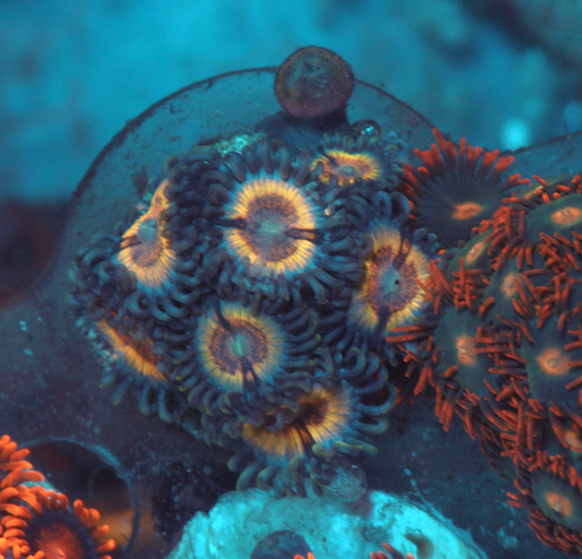 Sonic Flare Vamp Zoanthids Zoas Coral Reef Aquarium 3