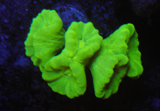 Kryptonite Trumpet LPS Coral Reef Aquarium