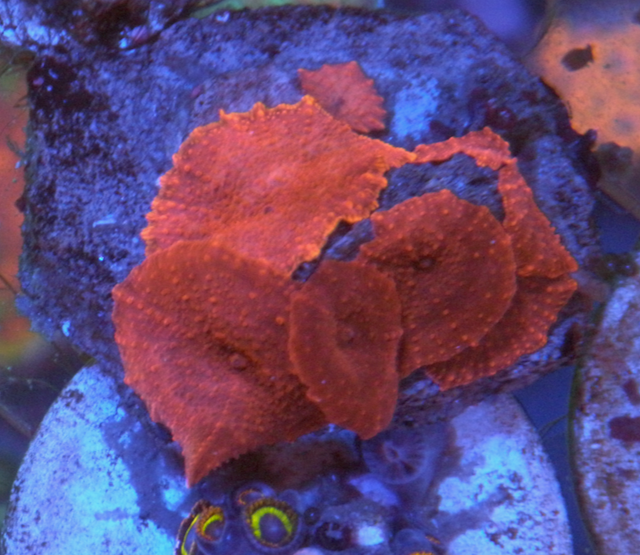 Cherry Red Discosoma Mushrooms Aquarium Coral